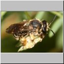 Macropis fulvipes - Schenkelbiene w06 9mm.jpg